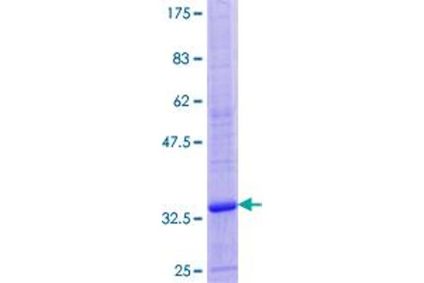 ATP6V0E1 Protein (AA 1-81) (GST tag)