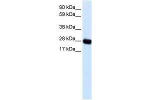 CAV3 antibody (70R-10516) used at 1. (Caveolin 3 antibody  (N-Term))