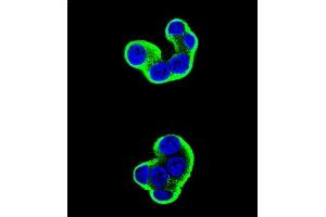 Immunofluorescence (IF) image for anti-Syndecan 1 (SDC1) (AA 210-238), (C-Term) antibody (ABIN1539995)