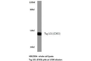 Western blot (WB) analysis of Tsg 101 antibody in extracts from HEK293A cells. (TSG101 antibody)