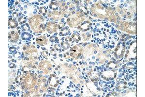 Image no. 1 for anti-Immediate Early Response 2 (IER2) (AA 46-95) antibody (ABIN6736302) (IER2 antibody  (AA 46-95))