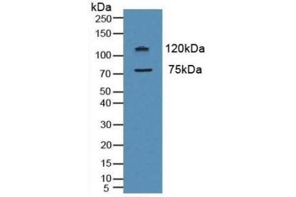 Myeloperoxidase antibody  (AA 134-263)