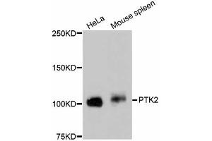 Western blot analysis of extracts of various cell lines, using PTK2 antibody (ABIN5997089). (FAK antibody)