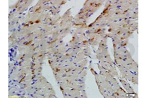 Formalin-fixed and paraffin embedded mouse heart tissue  (ABIN723905)  at 1: 200 followed by incubation with conjugated secondary antibody and DAB staining. (BTG2 antibody  (AA 31-110))