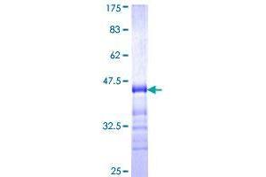TJP3 Protein (AA 868-952) (GST tag)