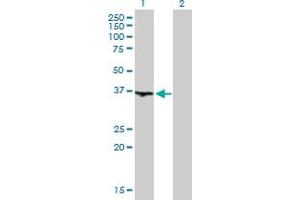 Western Blot analysis of WDR68 expression in transfected 293T cell line by WDR68 MaxPab polyclonal antibody.