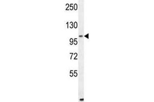ALDH1L2 antibody western blot analysis in mouse NIH3T3 lysate (ALDH1L2 antibody  (AA 743-772))