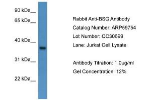 WB Suggested Anti-BSG  Antibody Titration: 0. (CD147 antibody  (N-Term))