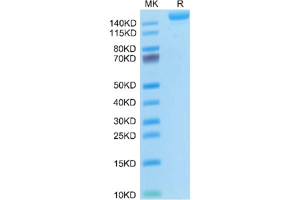 L1CAM Protein (AA 20-1123) (His tag)