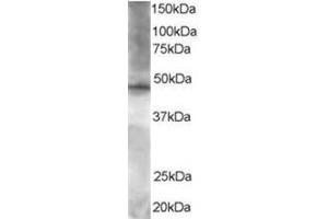 Image no. 1 for anti-Zinc Finger Protein 36, C3H Type-Like 2 (ZFP36L2) (C-Term) antibody (ABIN374272) (ZFP36L2 antibody  (C-Term))