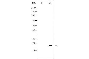 Western blot analysis of Pin1 phosphorylation expression in Insulin treated COS7 whole cell lysates,The lane on the left is treated with the antigen-specific peptide. (PIN1 antibody  (pSer16))