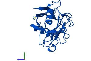 AlphaFold protein structure predicition of Human Recombinant PPIAL4C Protein, UniprotID A0A0B4J2A2 (PPIAL4C Protein (AA 1-164) (His tag))