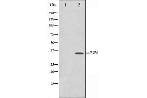Western blot analysis on HepG2 cell lysate using E2F6 Antibody,The lane on the left is treated with the antigen-specific peptide. (E2F6 antibody  (Internal Region))