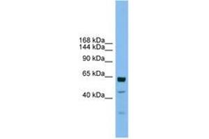Image no. 1 for anti-Uromodulin-Like 1 (UMODL1) (AA 1115-1164) antibody (ABIN6744775) (UMODL1 antibody  (AA 1115-1164))