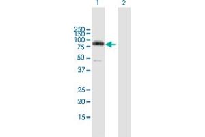 Western Blot analysis of PRKCH expression in transfected 293T cell line by PRKCH MaxPab polyclonal antibody. (PKC eta antibody  (AA 1-683))
