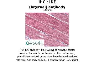 Image no. 2 for anti-Insulin-Degrading Enzyme (IDE) (Internal Region) antibody (ABIN1735761) (IDE antibody  (Internal Region))