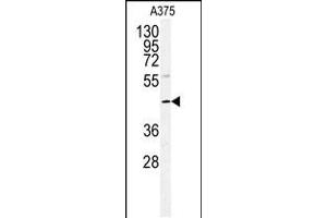 Western blot analysis of POLDIP2 antibody in A375 cell line lysates (35ug/lane)