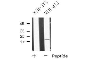 Western blot analysis of MRAP using NIH-3T3 whole cell lysates (MRAP antibody  (Internal Region))