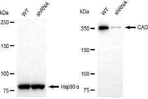 Western blotting analysis using CAD antibody (ABIN7797866). (Recombinant CAD antibody)