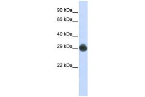 WB Suggested Anti-KITLG Antibody Titration:  0. (KIT Ligand antibody  (Middle Region))