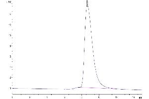 The purity of Cynomolgus Fc gamma RIIA is greater than 95 % as determined by SEC-HPLC.