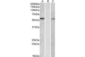 Western Blotting (WB) image for anti-Mannosyl (Alpha-1,3-)-Glycoprotein beta-1,2-N-Acetylglucosaminyltransferase (MGAT1) antibody (ABIN5928659) (MGAT1 antibody)