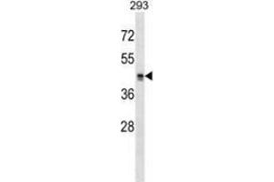 Western blot analysis in 293 cell line lysates (35ug/lane) using MRGPRX2 Antibody (C-tem). (MRGPRX2 antibody  (C-Term))