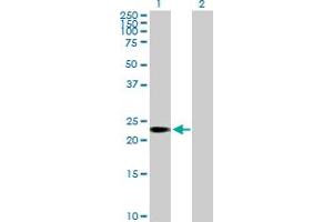 TCEANC2 antibody  (AA 1-208)