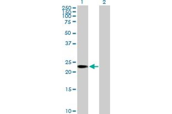 TCEANC2 antibody  (AA 1-208)