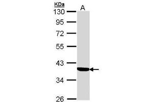 WB Image Sample (30 ug of whole cell lysate) A: A431 , 10% SDS PAGE antibody diluted at 1:1000 (Cortisol Binding Globulin antibody  (Center))