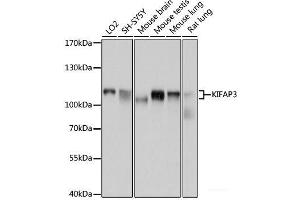 Western blot analysis of extracts of various cell lines using KIFAP3 Polyclonal Antibody at dilution of 1:1000. (KIFAP3 antibody)