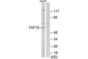 Western blot analysis of extracts from HepG2 cells, using TAF15 Antibody. (TAF15 antibody  (AA 351-400))