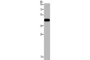 Western Blotting (WB) image for anti-Potassium Channel Subfamily K Member 13 (KCNK13) antibody (ABIN2430347) (KCNK13 antibody)