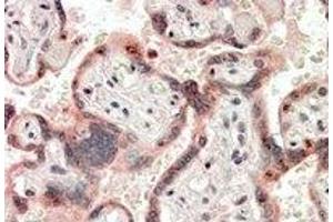 Immunohistochemistry: CRIPTO Antibody staining of Paraffin Embedded Human Placenta at 3.