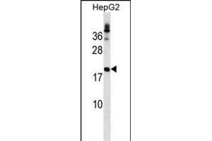LHFP Antibody (N-term) (ABIN1539177 and ABIN2849517) western blot analysis in HepG2 cell line lysates (35 μg/lane). (LHFP antibody  (N-Term))