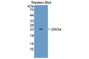 Detection of Recombinant PDCD6, Human using Polyclonal Antibody to Programmed Cell Death Protein 6 (PDCD6) (PDCD6 antibody  (AA 32-191))