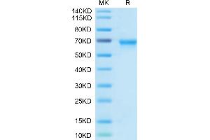 Biotinylated Human OX40 on Tris-Bis PAGE under reduced condition.
