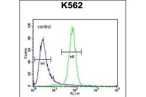 C6orf58 Antibody (Center) (ABIN653979 and ABIN2843925) flow cytometric analysis of K562 cells (right histogram) compared to a negative control cell (left histogram). (C6ORF58 antibody  (AA 205-233))
