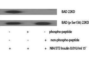 Western Blotting (WB) image for anti-BCL2-Associated Agonist of Cell Death (BAD) (pSer136) antibody (ABIN3181928) (BAD antibody  (pSer136))