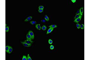 Immunofluorescent analysis of HepG2 cells using ABIN7150038 at dilution of 1:100 and Alexa Fluor 488-congugated AffiniPure Goat Anti-Rabbit IgG(H+L) (ADAM12 antibody  (AA 730-909))