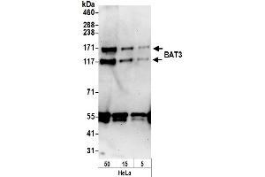 anti-Large Proline-Rich Protein BAT3 (BAT3) (AA 1082-1132) antibody