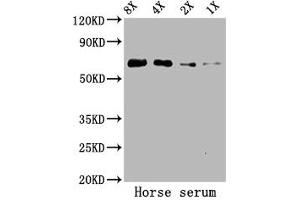Western Blot Positive WB detected in: Horse serum All lanes: ALB antibody at 5. (Albumin antibody)