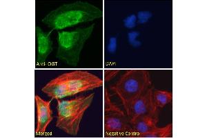 ABIN190863 Immunofluorescence analysis of paraformaldehyde fixed HeLa cells, permeabilized with 0. (OGT antibody  (Internal Region))