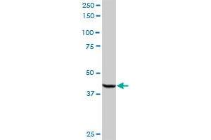 Acox2 antibody  (AA 1-681)