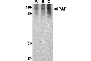 Western Blotting (WB) image for anti-NLR Family, CARD Domain Containing 4 (NLRC4) (C-Term) antibody (ABIN1030441) (NLRC4 antibody  (C-Term))