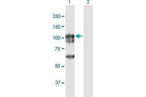 Western Blot analysis of CAGE1 expression in transfected 293T cell line by CAGE1 MaxPab polyclonal antibody. (CAGE1 antibody  (AA 1-700))