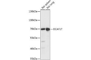 Western blot analysis of extracts of various cell lines, using DC antibody (ABIN7266682) at 1:1000 dilution. (DCAF17 antibody  (AA 235-335))