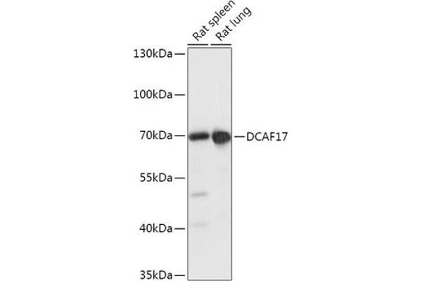 DCAF17 antibody  (AA 235-335)