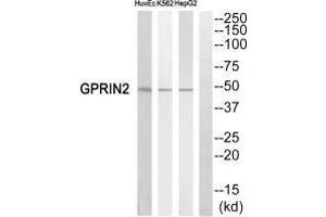 Western blot analysis of extracts from HuvEc cells,K562 cells and HepG2 cells, using GPRIN2 antiobdy. (GPRIN2 antibody  (N-Term))