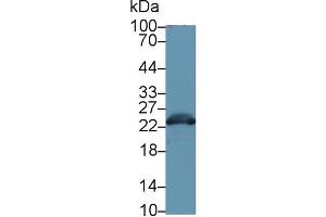 Western Blot; Sample: Mouse Liver lysate; Primary Ab: 1µg/ml Rabbit Anti-Mouse GSTa3 Antibody Second Ab: 0.